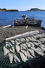 Fish drying on the beach at Trinity East, Newfoundland