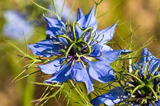 Nigella damascena detail