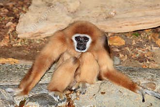 White handed gibbon