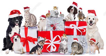 Group of pets in a row with santa hats