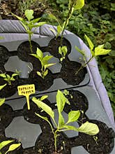 Close-up of paprika pepper seedlings growing in segmented plastic seed tray