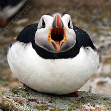Atlantic Puffin at Elliston, Newfoundland, Canada