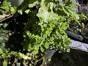 Close-up of large green squash leaves with jagged edges and prominent