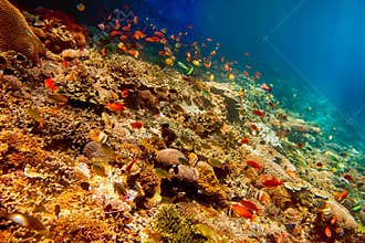 Underwater landscape