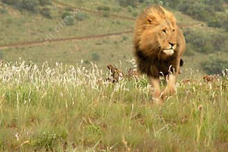 Lion, South Africa