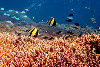 Underwater landscape