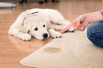 House training of guilty puppy
