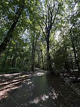 Sunlit summer woodland trail with two small dogs on curving path under