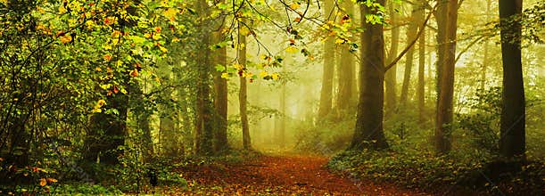 In the forest in the fall in the fog