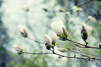 White bud of magnolia tree