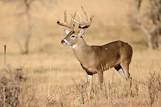 Golden light on nice typical whitetail buck