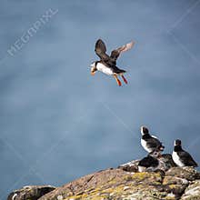 Puffins (Fratercula arctica)