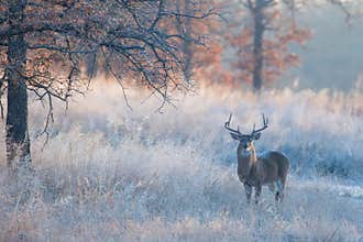 Beautiful fall landscape photograph with whitetail buck