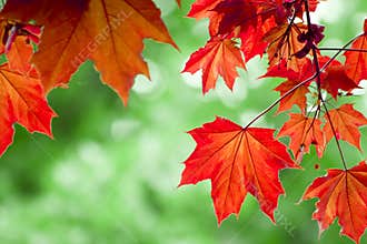 Red maple leafs