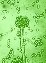 Microbiology I