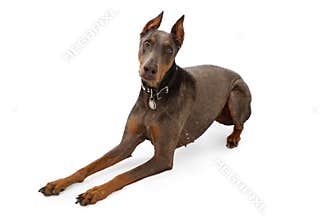 Blue Doberman With Alopecia