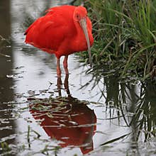 Scarlet Ibis