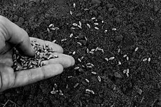 Seeds