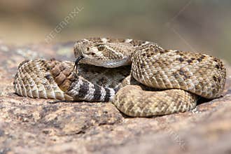 Western Diamondback Rattlesnake posed to strike