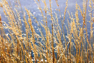 Coastal reed
