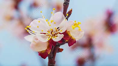 Apricot flower blossoming time lapse