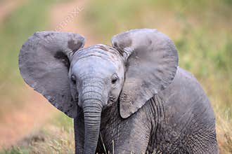 Cute Baby Elephant walking through a field in Kruger National Park