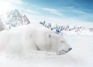 Ice Bear