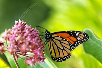 Monarch Butterfly on Milkweed Flower