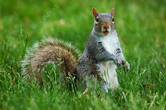 squirrel with funny face