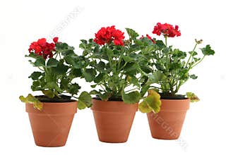 Geraniums