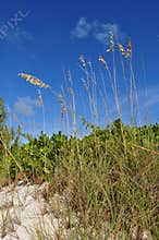 Sea Oats on Carribean Sand Dune