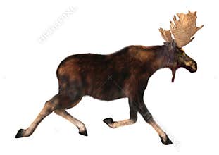 Running Moose