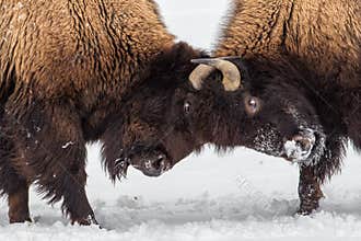 Bison Skirmish
