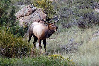 Bull elk bugling