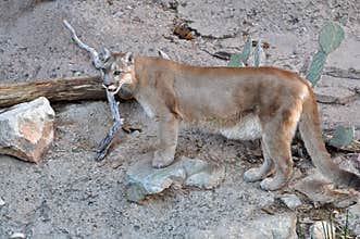 Mountain lion or cougar