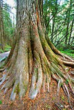 Trail of the Cedars in Montana