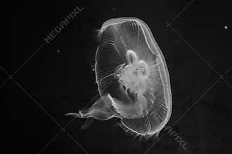 Beautiful creatures, jellyfish