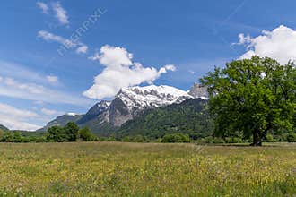 mountain meadow and forest under snow-capped mountains and a cloudless blue sky