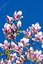 Magnolia Flowers