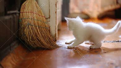 Cute kittens playing indoor