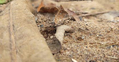 Ant Trail Line Macro on Sandy Ground, Organized Colony Movement Showing Teamwork and Navigation, India
