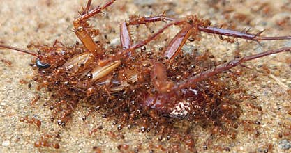 Ants Feeding on Dead Insect Macro Close Up, Colony Scavenging Behavior and Survival in Nature