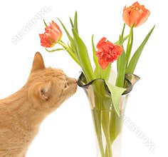 Cat and flowers