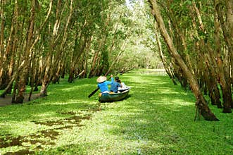 Tra Su indigo forest, Vietnam ecotourism