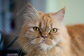 Portrait of a Ginger Persian Cat with Striking Amber Eyes and Fluffy Long Hair