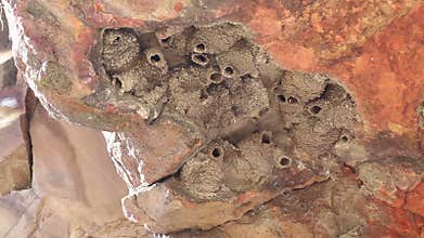 Colony of Cliff Swallows Flying to Mud Nests