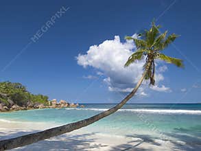 Lonely palm tree