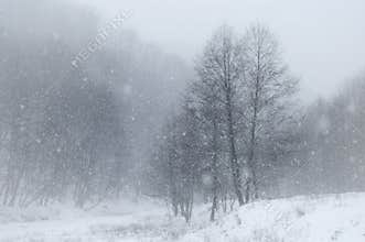 Snow flakes falling over landscape in winter