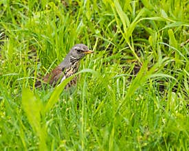A Fieldfare Hiding in the Grass in Spring