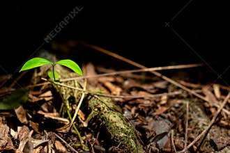 Small Green Seedling Sprouting From Brown Soil and Wood Mulch
